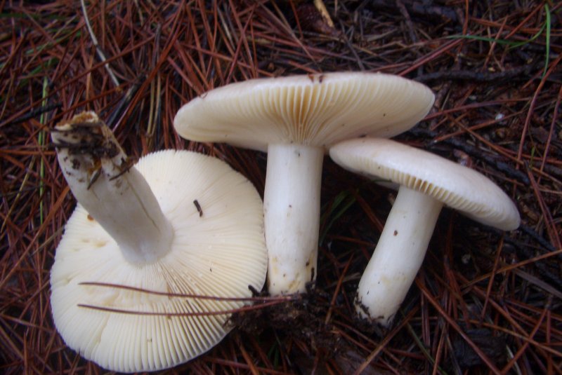 Russula sp da determinare (pino marittimo)